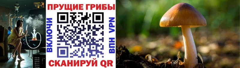 Купить где  Балабаново  Псилоцибиновые грибы Cubensis 